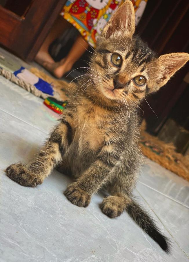 Jimador'S Homestay กีลีตราวางัน ภายนอก รูปภาพ