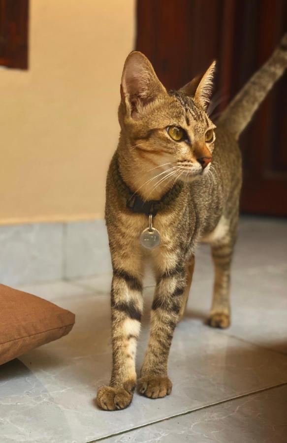 Jimador'S Homestay กีลีตราวางัน ภายนอก รูปภาพ
